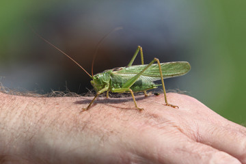Heuschrecke