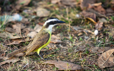 Bem-te-vi de perfil no gramado seco