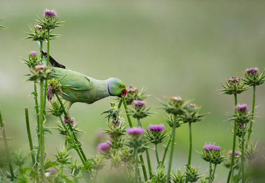 Rose ringed parakeet feeding 