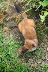 Least Weasel (Mustela nivalis)