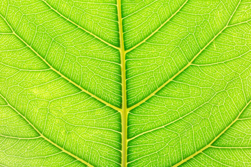 Natural green leaf background with light behind for graphic design.
