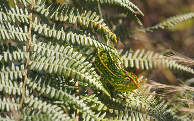 Tiny Jewelled Campan chameleon - Furcifer campani - resting on green fern leaves lit by sun. Most...