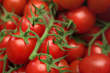 Small red cherry tomatoes with green leaves vines, closeup detail