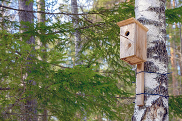 A homemade birdhouse hangs from a tree in a coniferous forest on a sunny day.