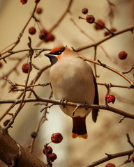 Bohemian Waxwing, Bombycilla garrulus, Close-up portrait of Birds feeding on red berries with one in beak. Soft spring winter light, gray background.