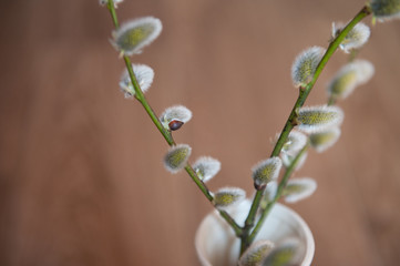 willow branches with fluffy buds close-up on a dark background. the concept of spring, Easter