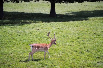 Sika Deer (Cervus nippon)