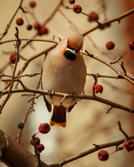 Bohemian Waxwing, Bombycilla garrulus, Close-up portrait of Birds feeding on red berries with one in beak. Soft spring winter light, gray background.