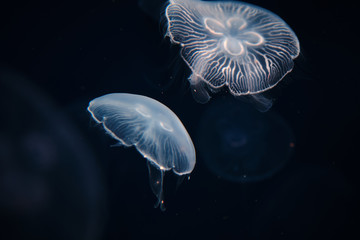 Transparent jellyfish swimming underwater in Aquarium. Marine life background.