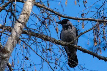 Hooded crow perched on a birch tree branch with some twigs and seeds. It was a clear, sunny day in spring season.