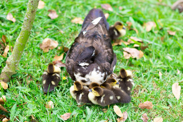 Sweet Family, Mom Duck and Kids