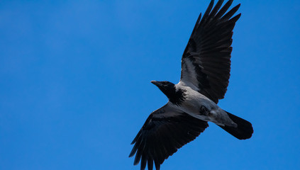 Hooded crow flew a little bit near the land and just below the photographer showing its wingspan as it spreads and details of its feather/plumage.