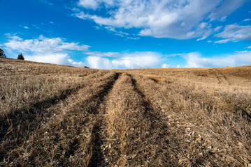 path in a field