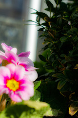 flowers, parting close-up in sunny weather