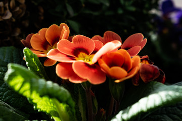 flowers, parting close-up in sunny weather