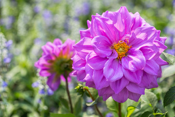 Pink flower and green leaf in garden at sunny summer or spring day for beauty decoration and agriculture design.