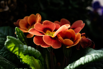 flowers, parting close-up in sunny weather