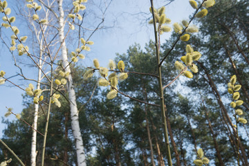 pussy yellow  willow flowers on branches in forest