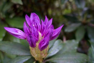 Rhododendron Bud Beginning to Blossom