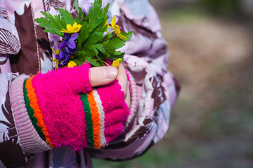 a small bouquet of spring primroses in children's hands, dressed in bright pink mitts