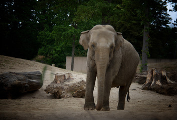 Naklejka premium elephant in the zoo
