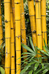 Yellow trunks of bamboo tree in green garden forest. This shot shows structure and texture. Ecological nature concept. Zen garden.