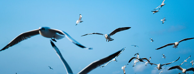 Seagulls flying above a head on the sky. good at background.