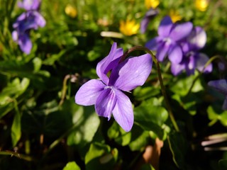 Fototapeta na wymiar Des violettes.