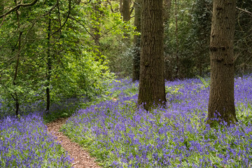 Bluebells in Staffhurst Woods near Oxted Surrey