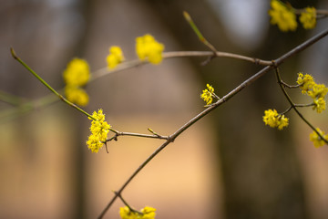 The first growing spring flowers