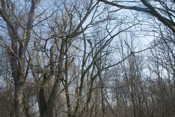 bare trees on sunny day