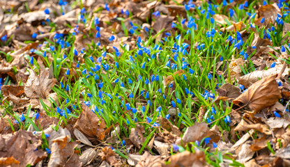 Scilla spring flowers grow through dry leaves