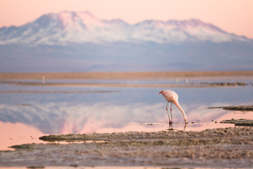 flamingo on the north of chile, san pedro de atacama © Roberto