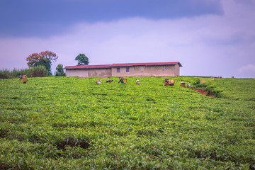 View workers harvesting in a tea (Camellia sinensis) plantation, Rweteera, Fort Portal, Uganda,...