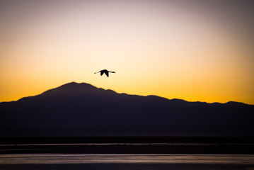 flamingo on the north of chile, san pedro de atacama