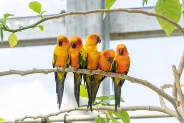 仲の良いコガネメキシコインコ