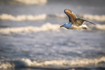 a seagull flying over the beach on sunrise