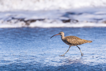 Curlew walking on beach in south america