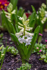 A white hyacinth in springtime, with a shallow depth of field