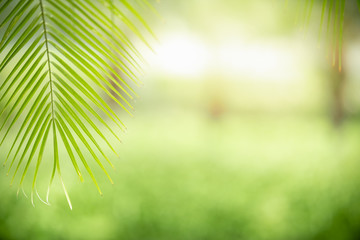 Close up of beautiful nature view green leaf on blurred greenery background under sunlight with bokeh and copy space using as background natural plants landscape, ecology wallpaper concept.
