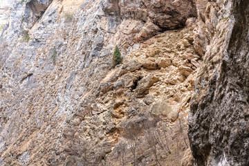 The only spruce tree growing on the rocks
