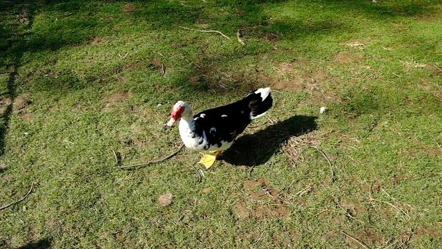 A muksusnaya, Indochinese duck walks in a bird nursery. Bird yard, Batumi boulevard. Day. Clear.