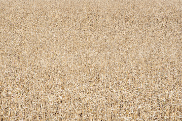 corn field texture agriculture