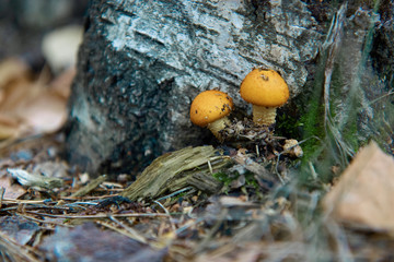 Mushrooms