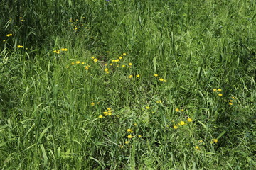Small yellow wild flowers bloomed in the grass