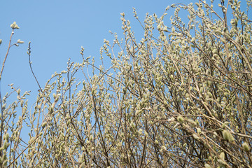 pussy yellow  willow flowers on branches in forest
