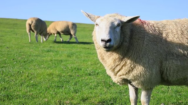 portrait of sheep on the dike