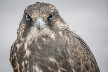 Bayan-Olgii, Mongolia - Portrait of a baby falcon that was being trained to hunt. 