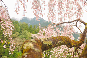 しだれ桜と春の雨