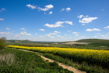 Rapeseed in the Rolling Sussex Countryside